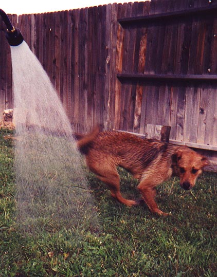 not mean dog.jpg